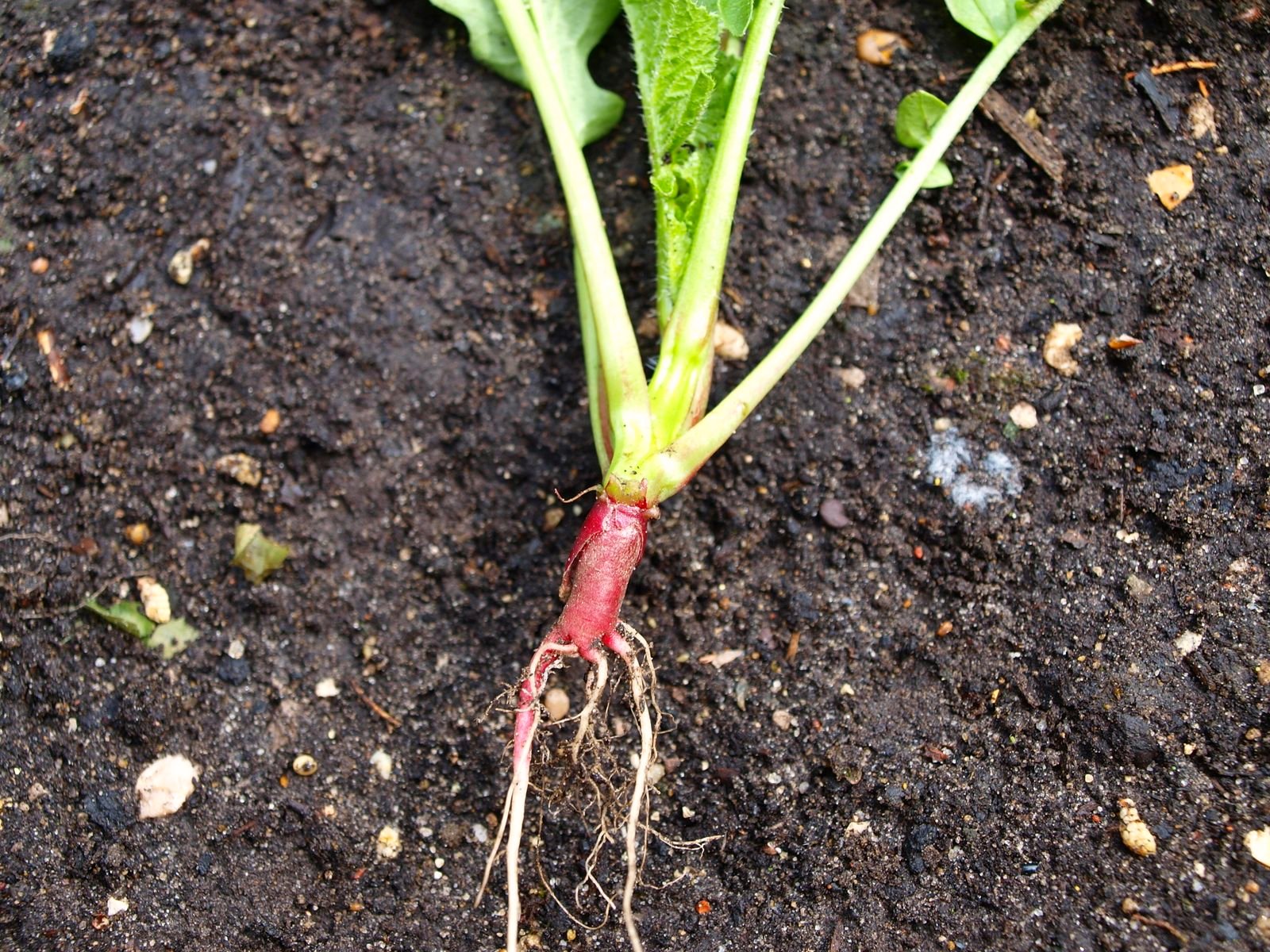 Mark�s Veg Plot Growing Radishes