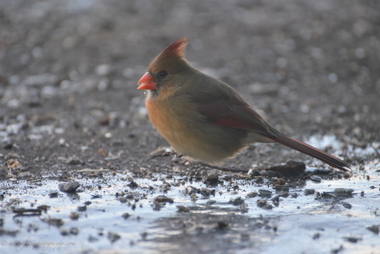Fatu Photography Headshots & Lifestyle Birds of Kansas City