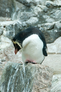 Rock hopper penguin picture