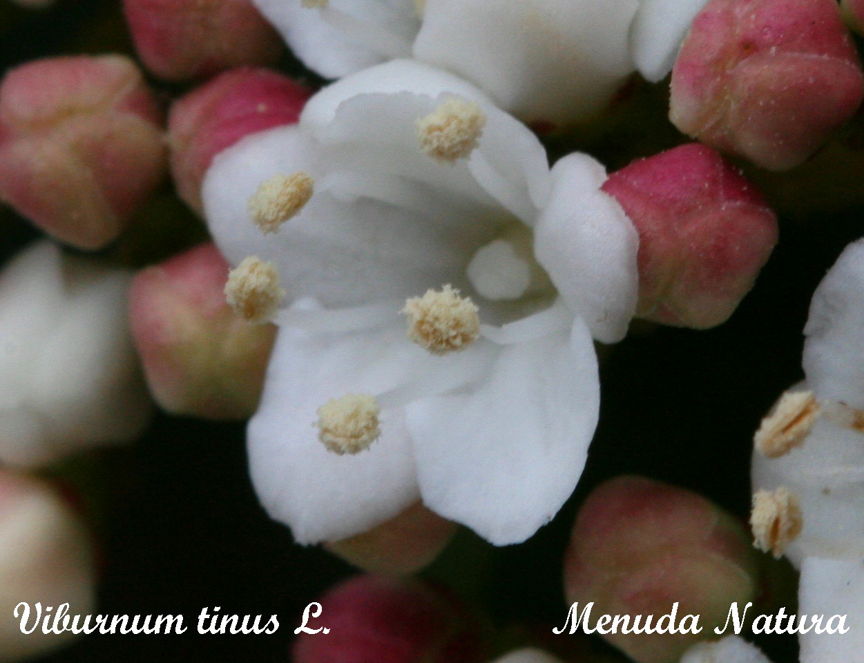 Allegory Of The Senses Mmm Smells Like Fruit Loops