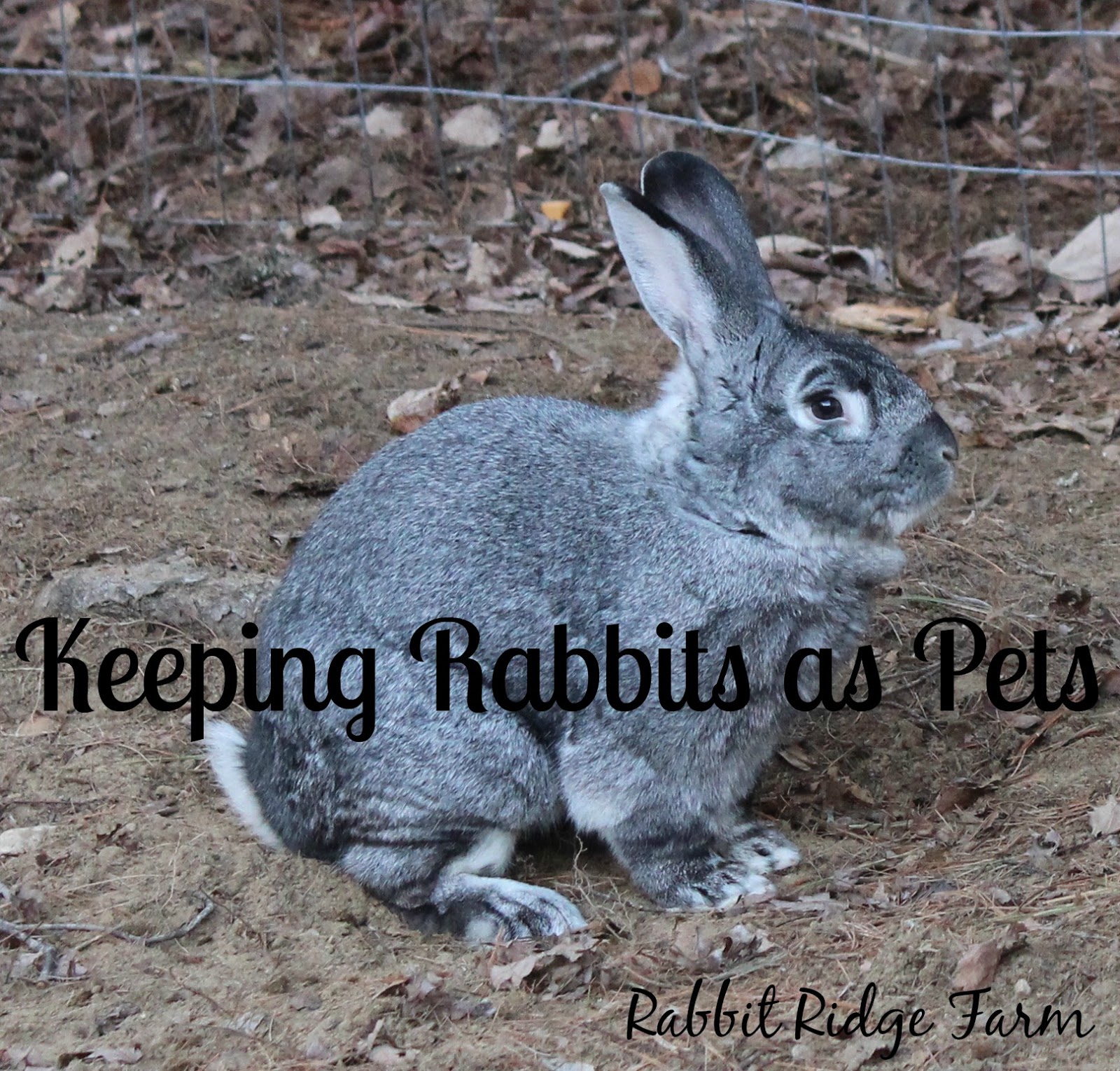 Keeping Rabbits as Pets