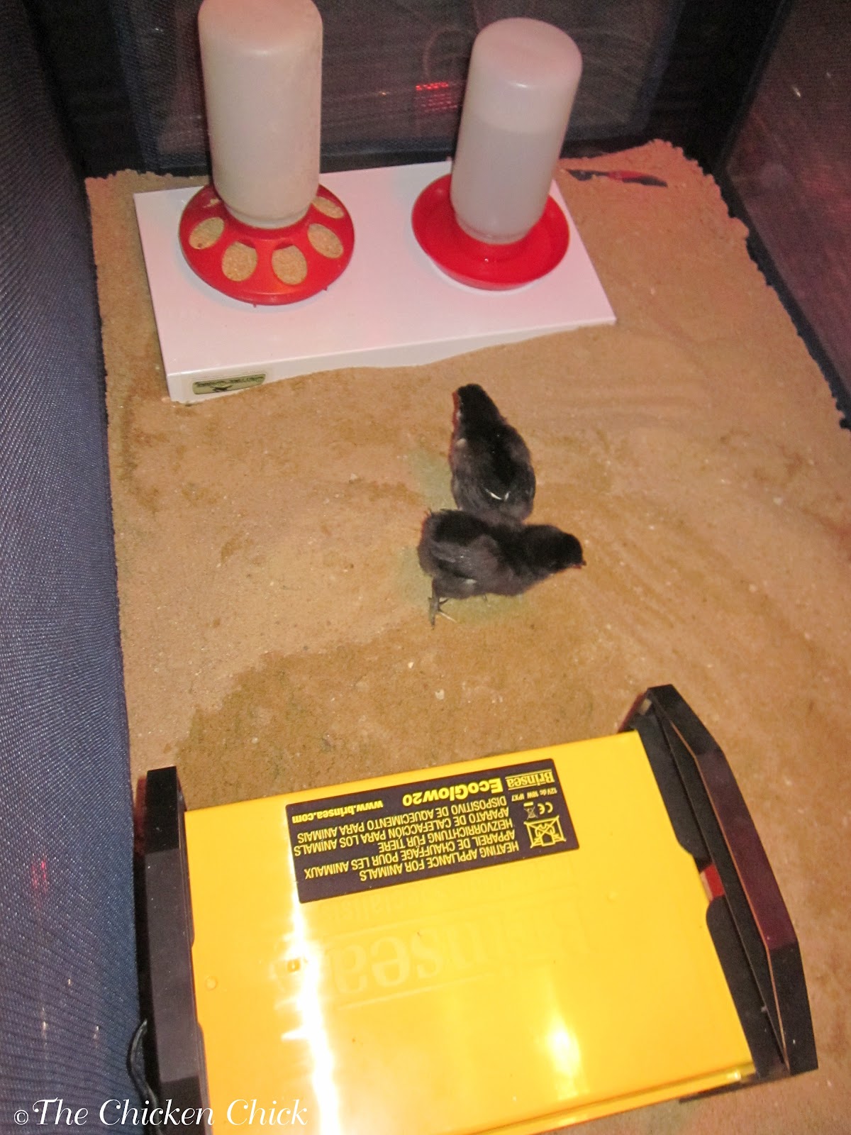Chicken Coop Litter Sand, the Litter Superstar The Chicken Chick®