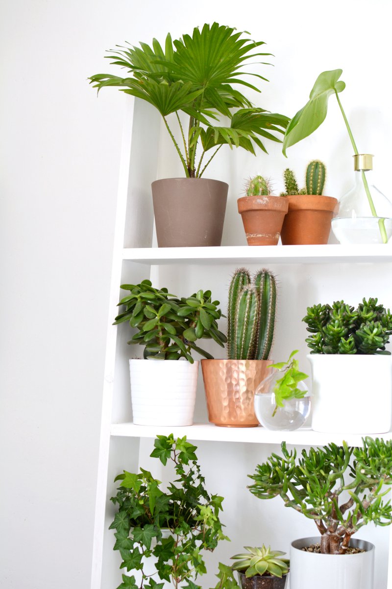Home Decor With Plants | 4 ideas for decorating with plants burkatron Home Decor With Plants | 4 ideas for decorating with plants burkatron