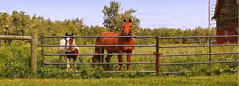 Dancing Horses