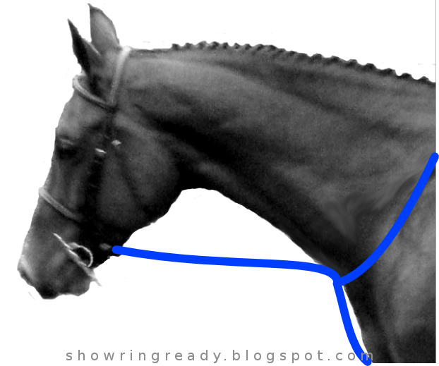 Show Ring Ready How to Adjust a Standing Martingale