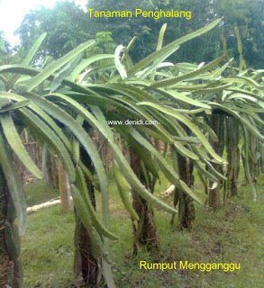 bisnis buah naga