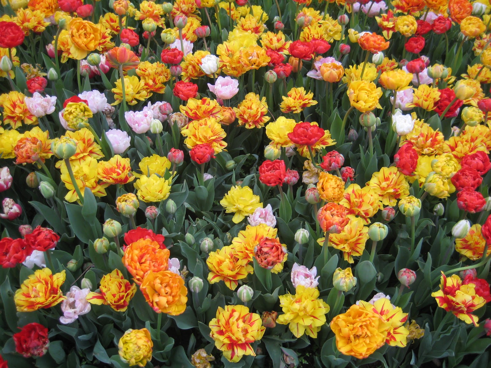 Garten Impressionen Tulpen Ratsel Tulpen