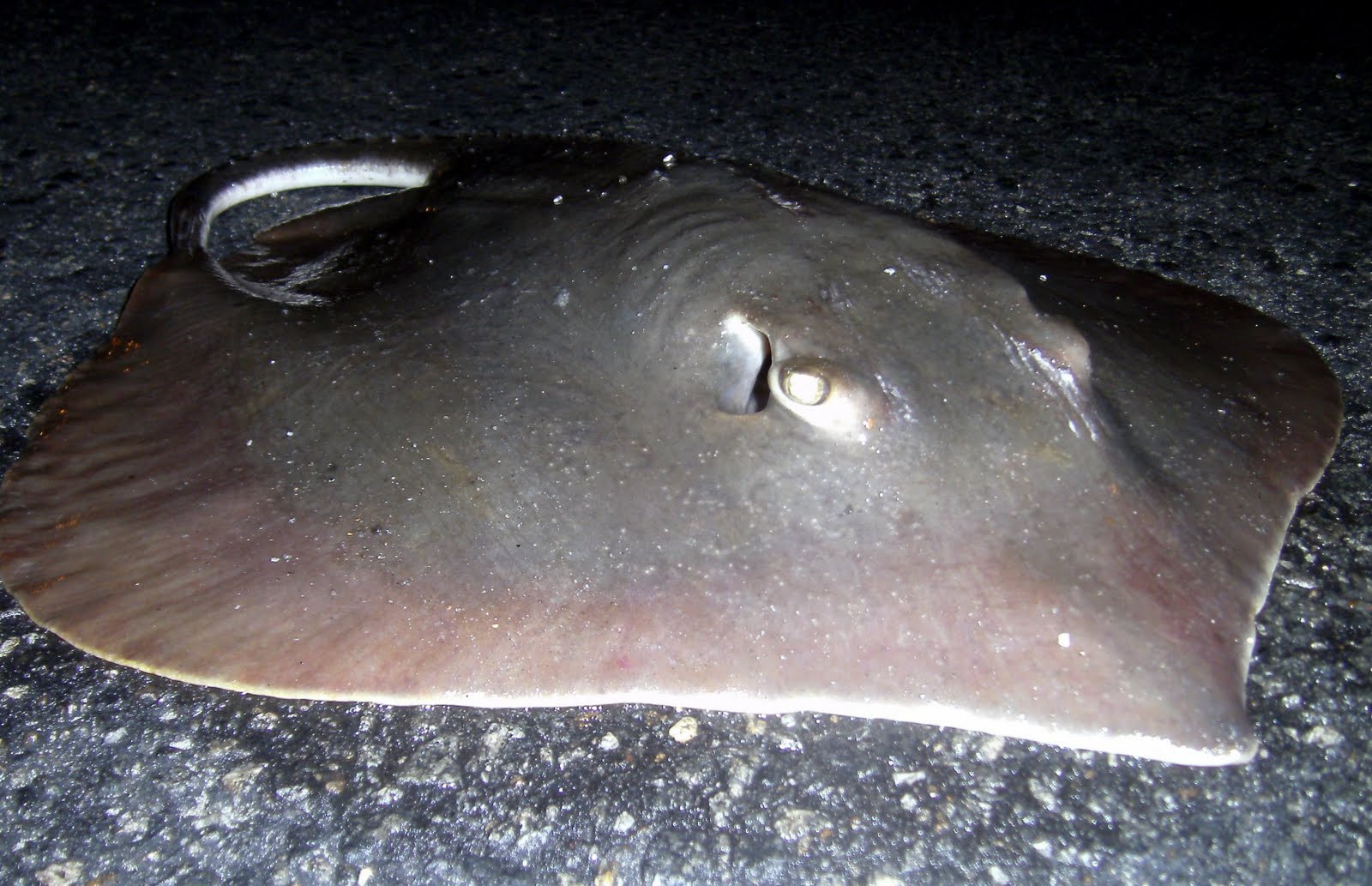 Top Water Charters Fishing Reports and News Beaufort Morehead City