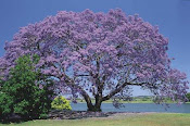 Jacaranda