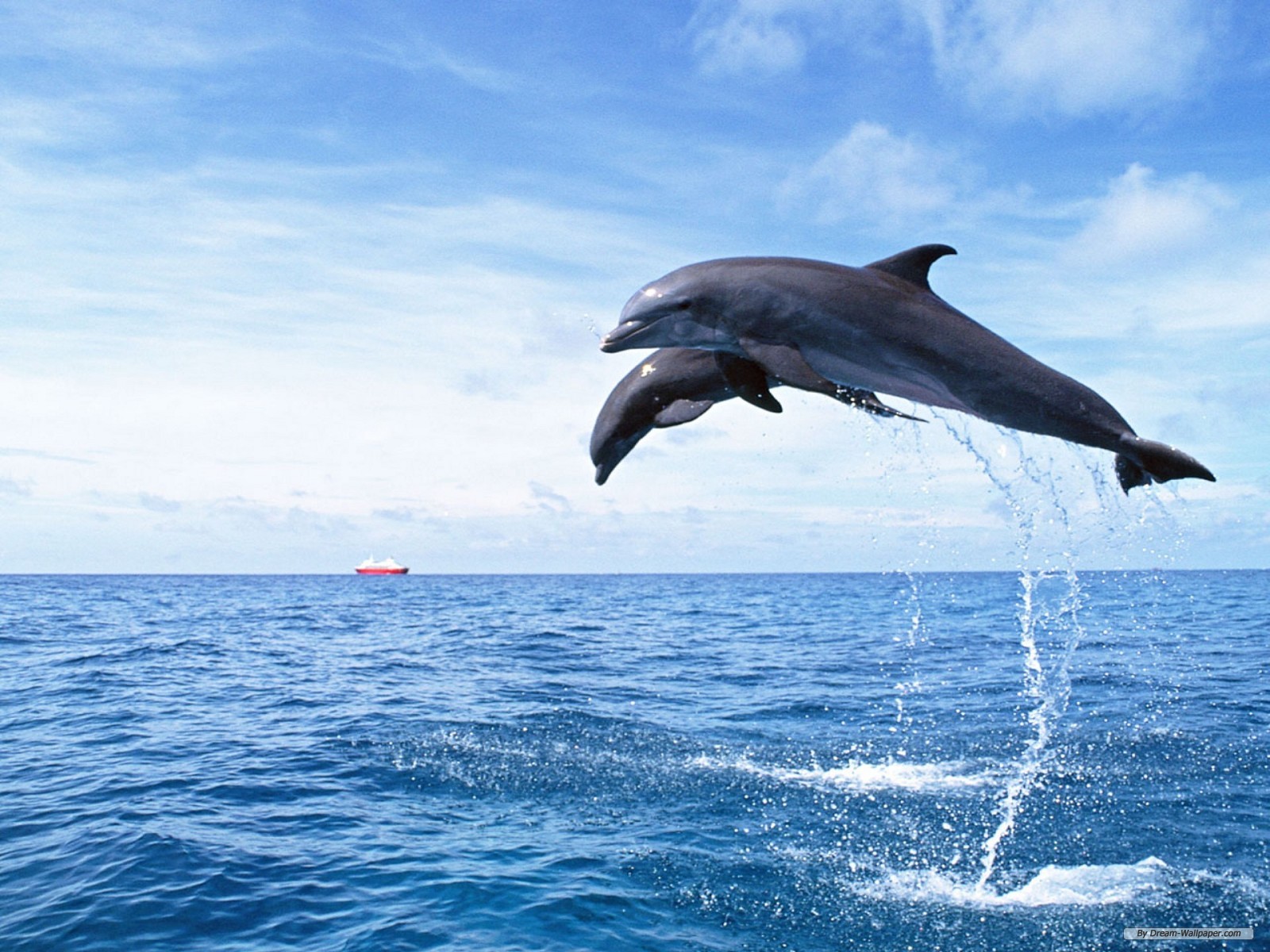 http://2.bp.blogspot.com/-JNSL1i1z_F4/UAKjP7beqgI/AAAAAAAAEHQ/imwZKuJuLAA/s1600/3d-Sea-Dolphin-Hd-Digital-File.jpg