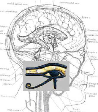 Law of The Fast: Sunlight and Fasting Part 4