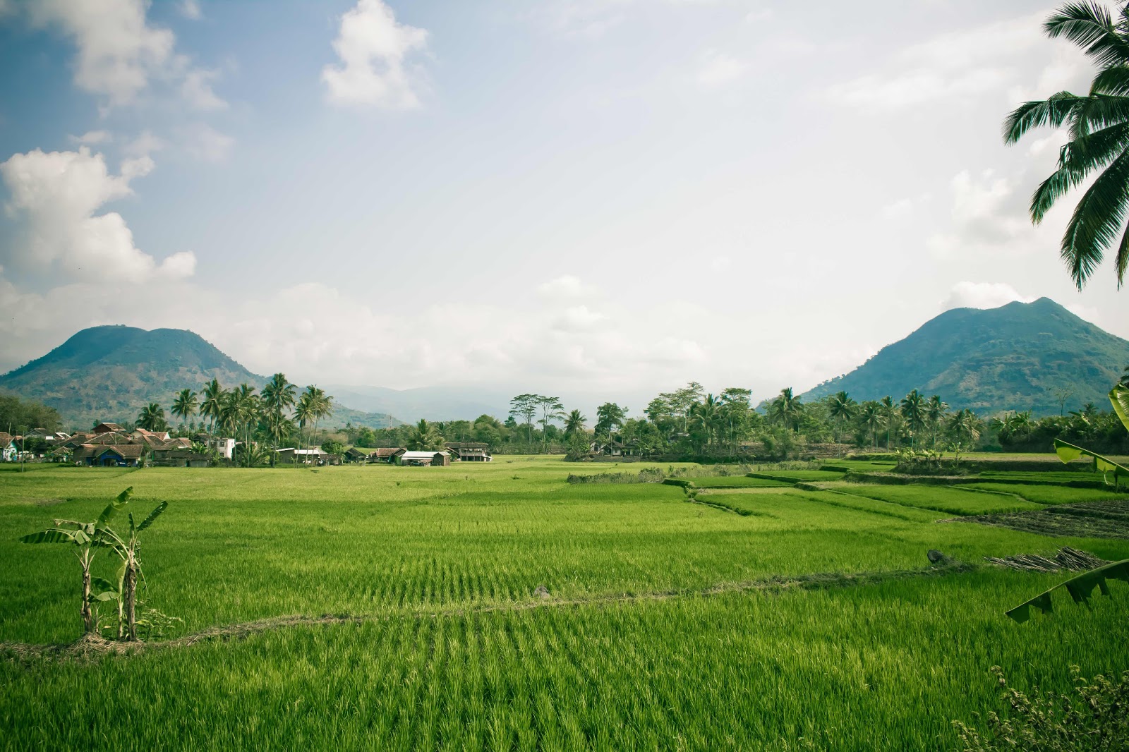 GAMBAR PEMANDANGAN SAWAH DAN PEGUNUNGAN TERINDAH Freewaremini GAMBAR PEMANDANGAN SAWAH DAN PEGUNUNGAN TERINDAH Freewaremini
