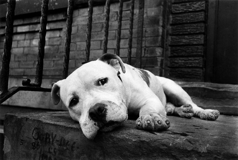 ankara kopek egitimi ve pansiyon komik kopek resimleri