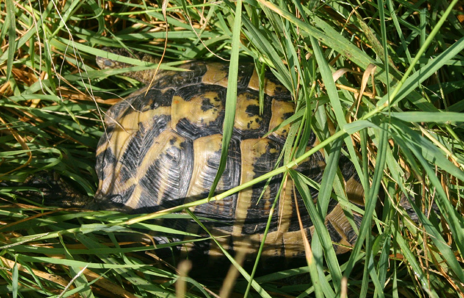 One of the tortoises, mid escape One of the tortoises, mid escape