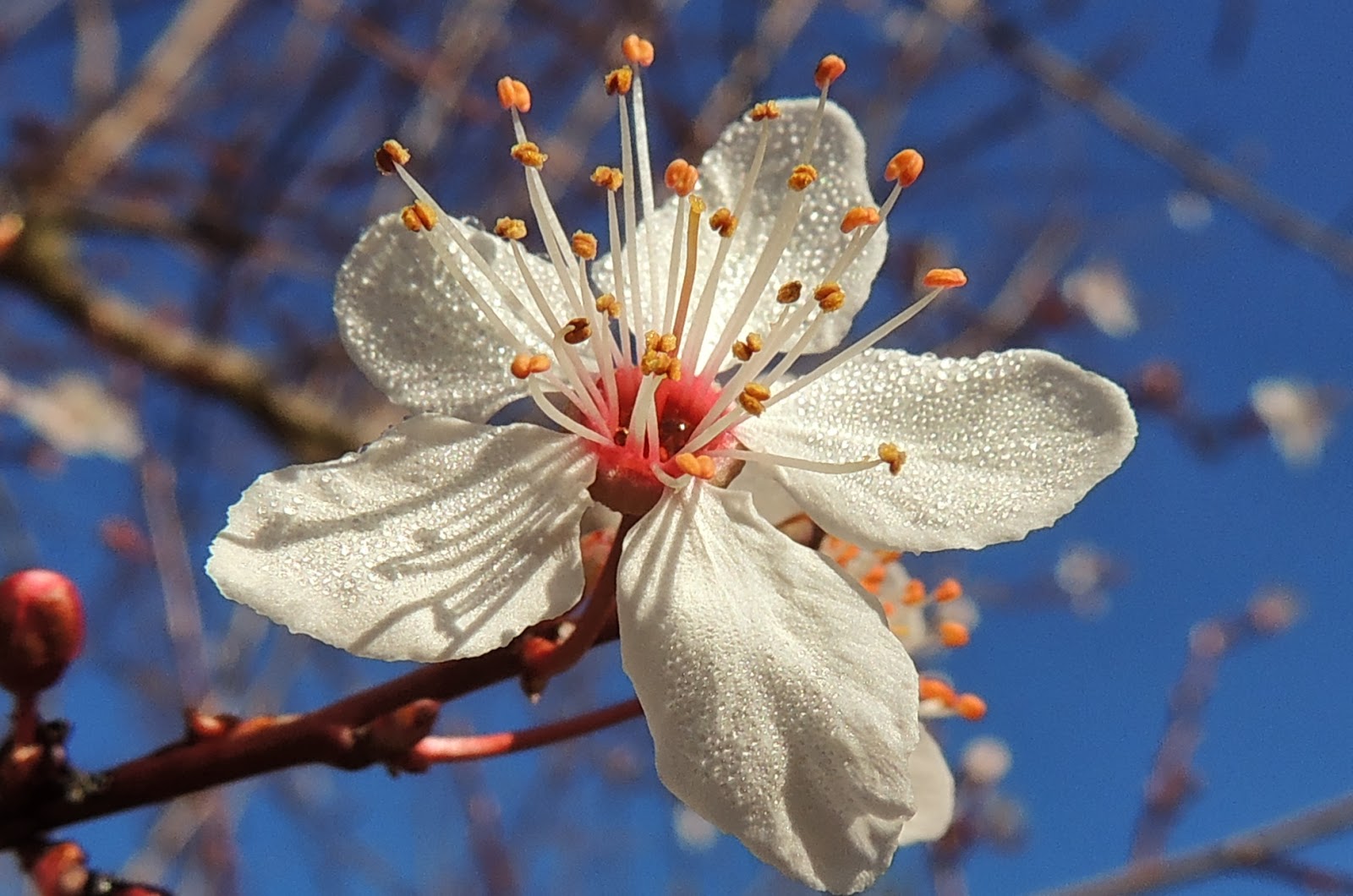 Prunus pisardii atropurpurea
