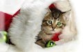 Postales y fondos navideños con animales muy lindos
