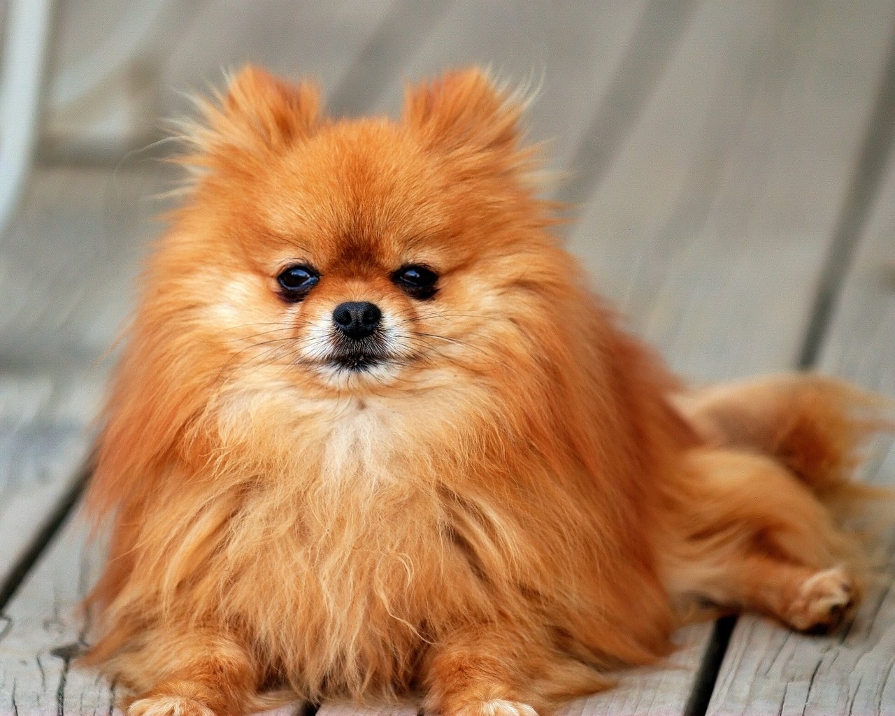 Cute Dogs: Pomeranian dog
