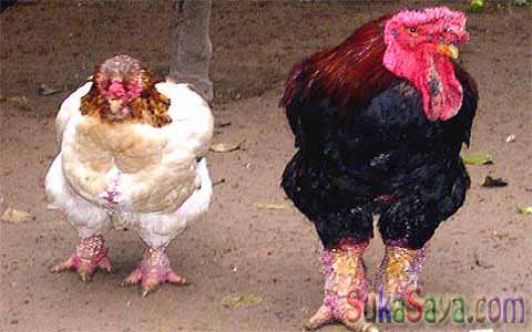 ayam dong tao Ada Yang Aneh Dengan Ayam Dari Vietnam Ini, Coba Deh Perhatikan...
