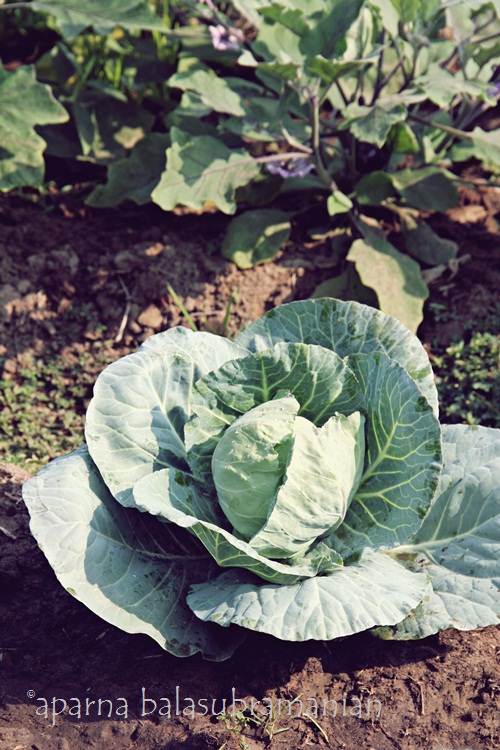 agricultural chemicals industry