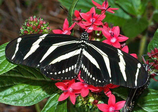 spotted zebra butterfly spotted zebra butterfly