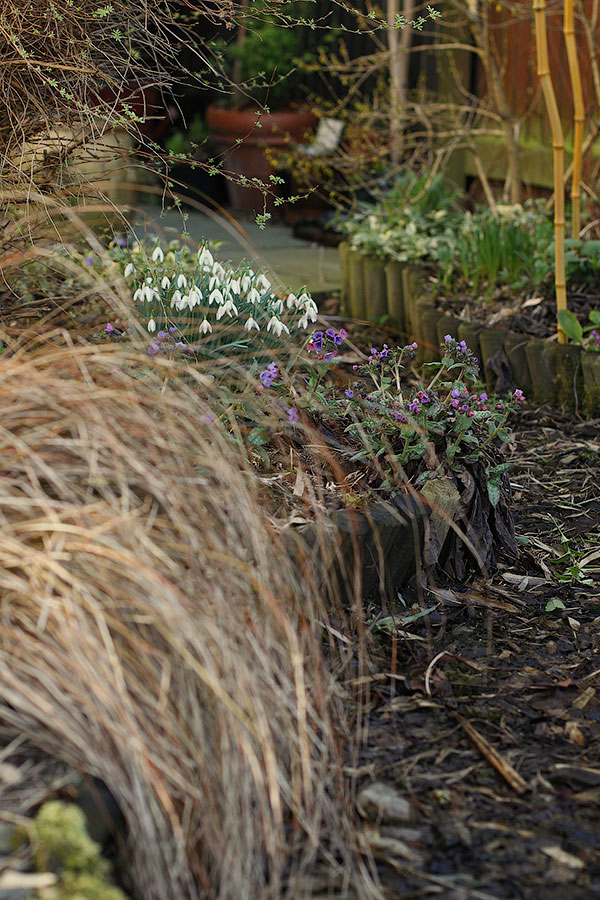Snowdrops and Pulmonaria flowers Snowdrops and Pulmonaria flowers