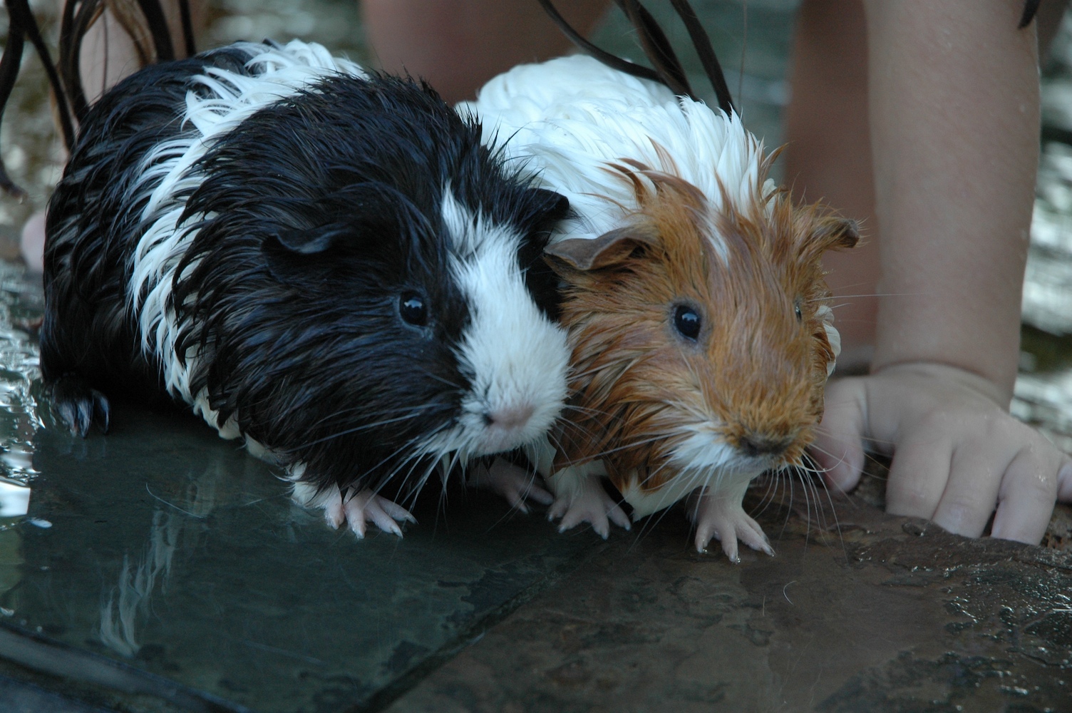 Fabiola Fotography guinea pigs