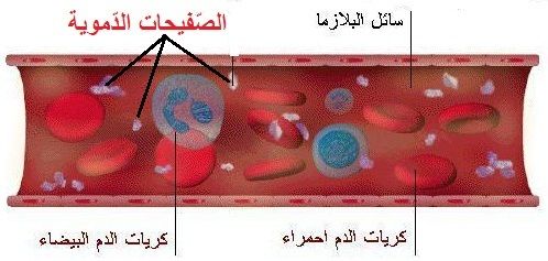 وظائف الدم الرئيسية بيت العلم