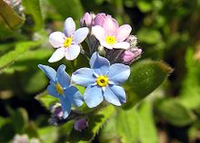 Forget-Me-Nots