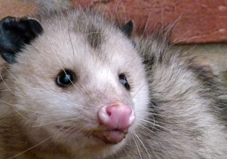 Life, Birding, Photos and Everything Playing "Opossum"