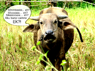 Masuk Kandang Kambing Mengembik