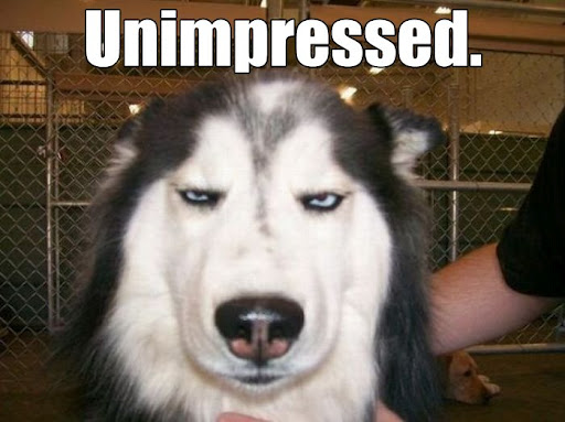 unimpressed-dog.jpg