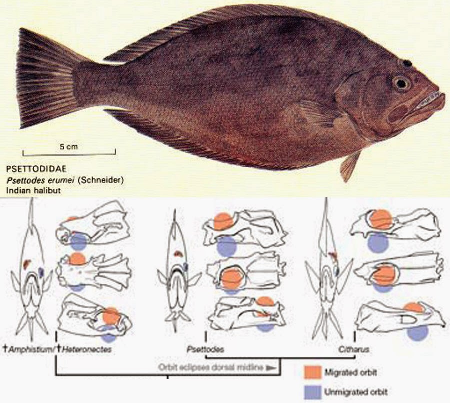 As Many Exceptions As Rules The Eyes Have It