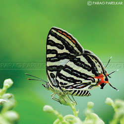 The bizarre ,"Monkey Puzzle Butterfly".