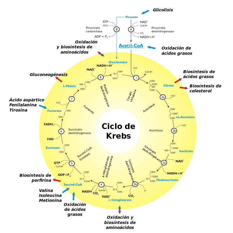 Medicina FASES DEL CICLO DE KREBS