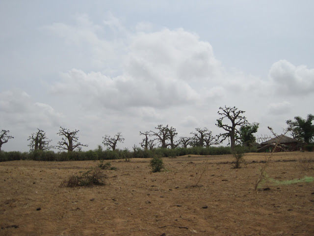 Bosque de baobabs en Senegal