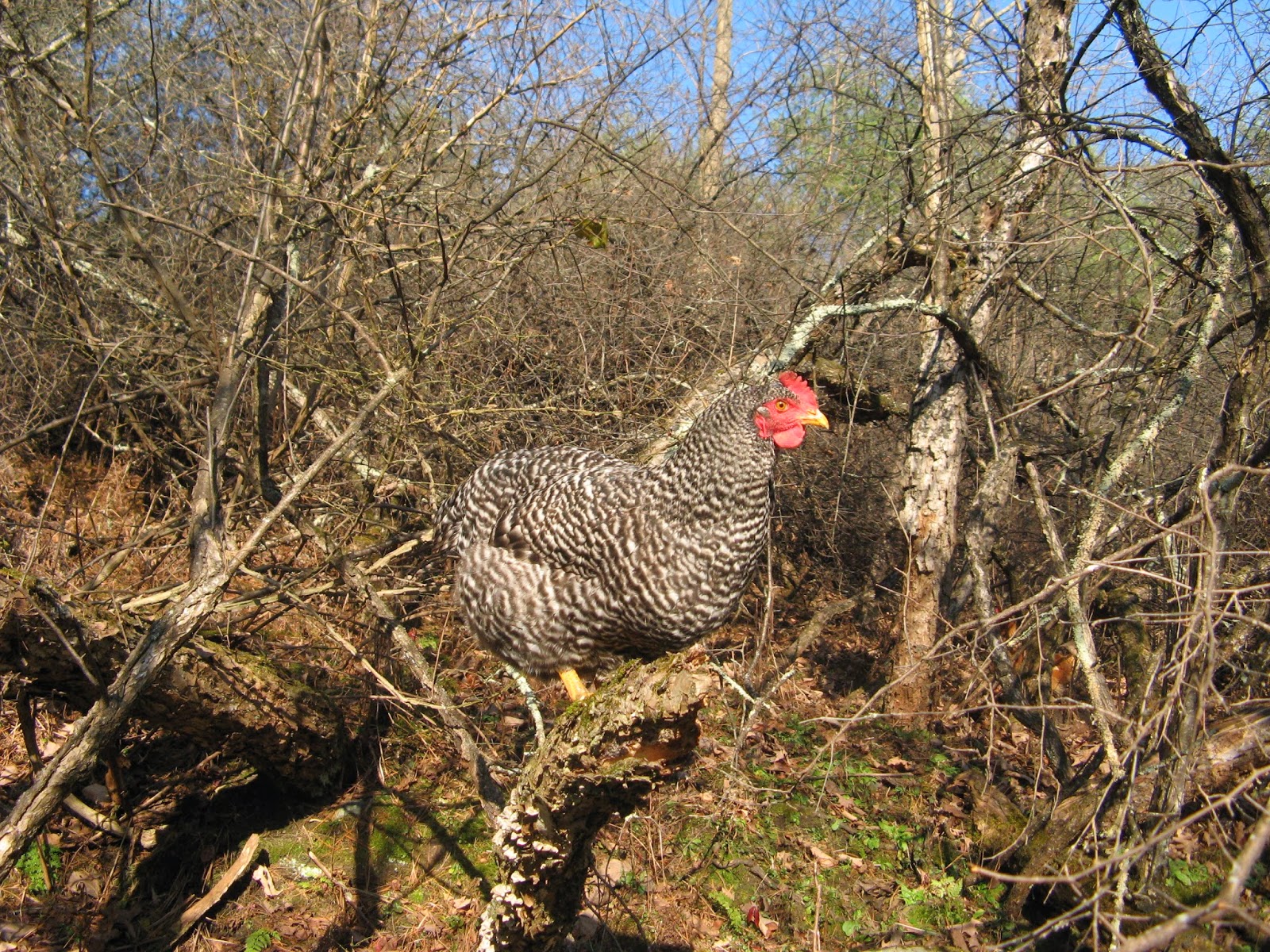 Animal Instinct Wood Hens