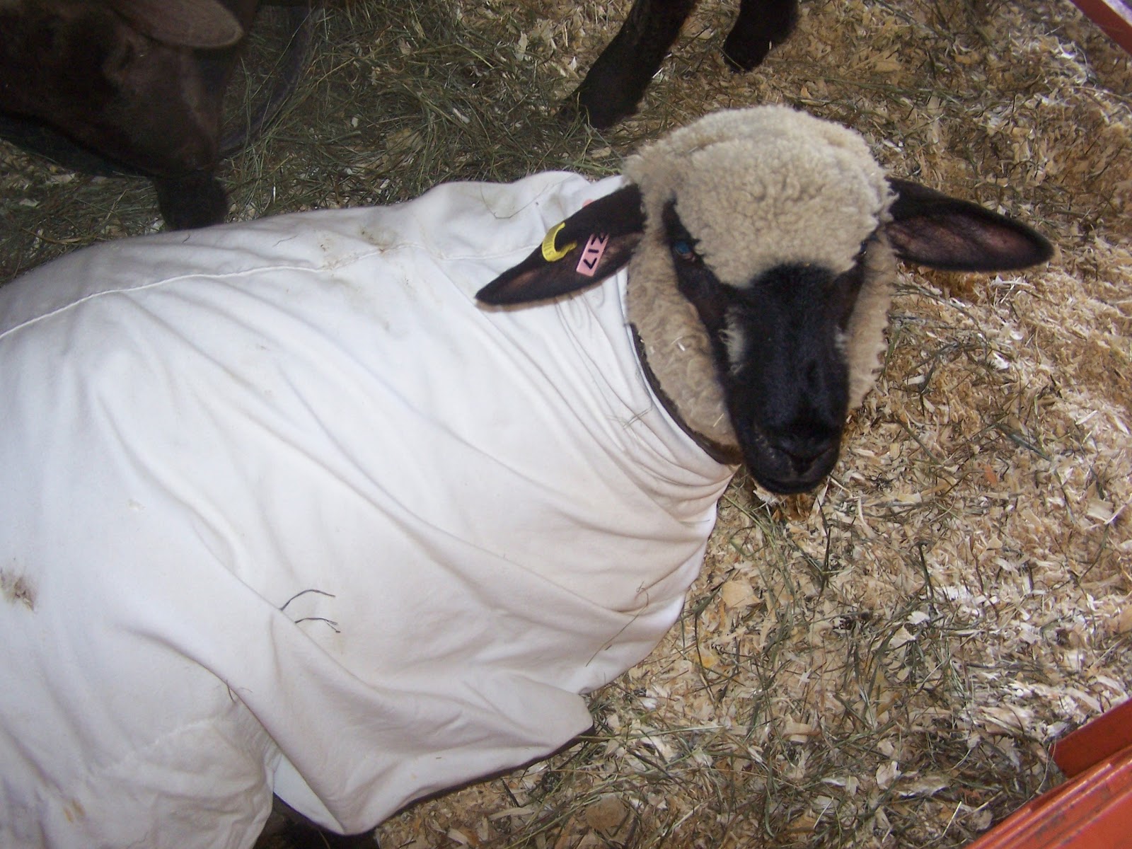 Prairie Winds Hampshires Why do sheep wear blankets?
