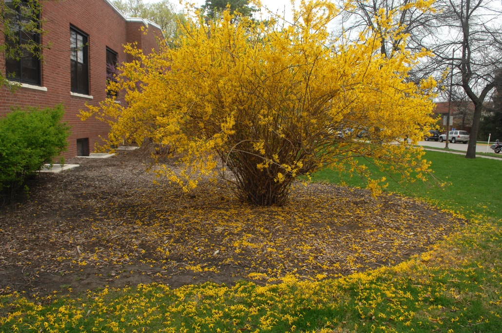 Bailey�s Buddy ISU�s Forsythia and Magnolias