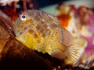 Real Monstrosities: Pacific Spiny Lumpsucker
