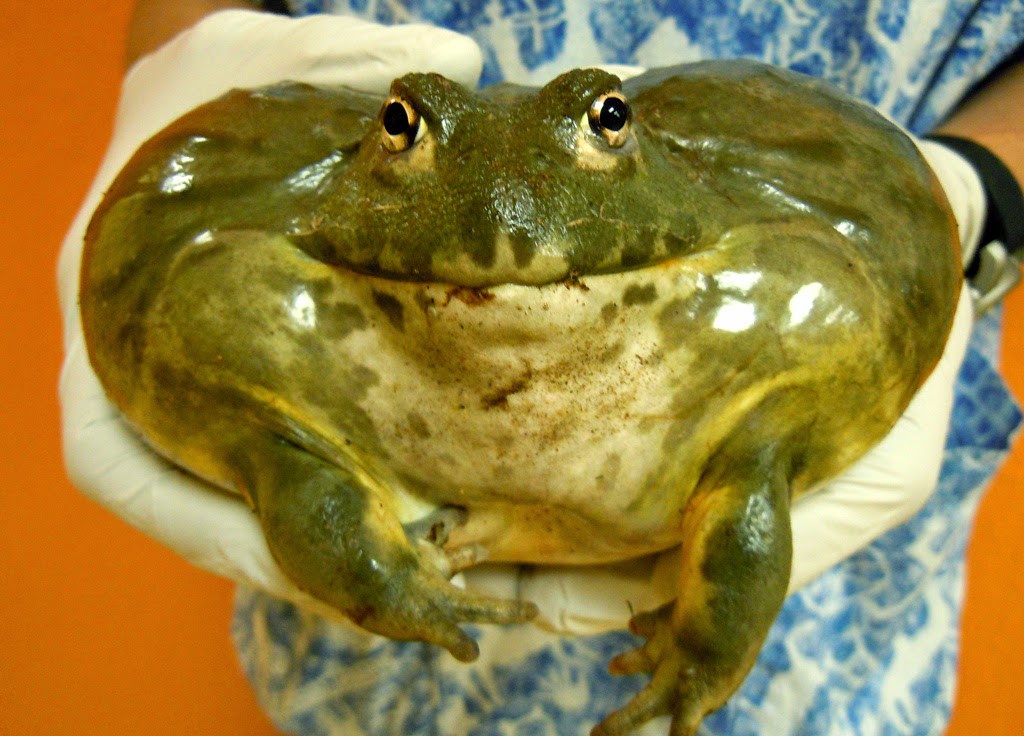 african bullfrog katak raksasa afrika