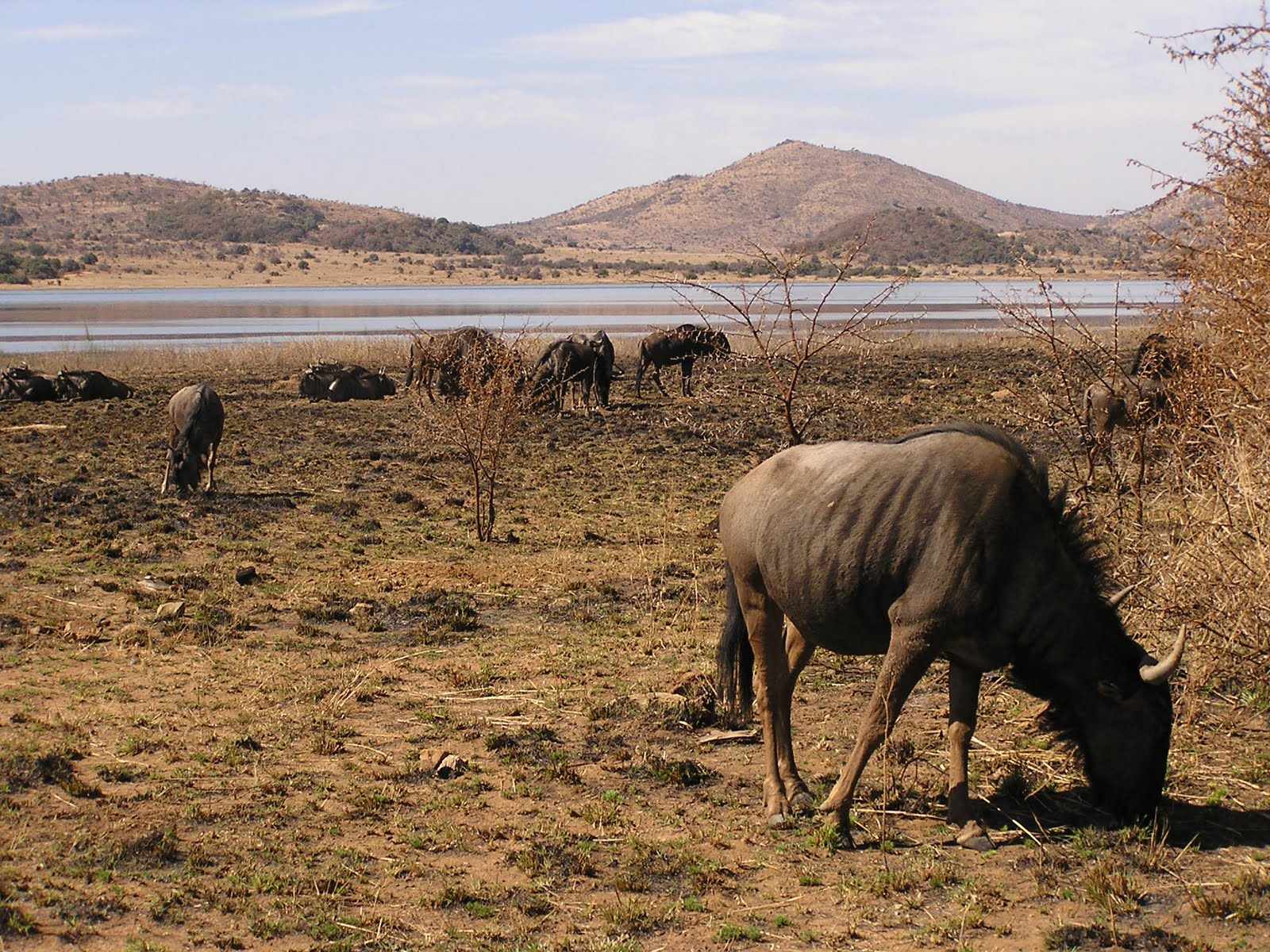 Joni in South Africa Pilanesberg Game Preserve