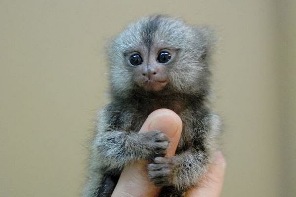 My Pets - Esse é o Sagui Pigmeu, o menor macaco do mundo!! 🐒💙