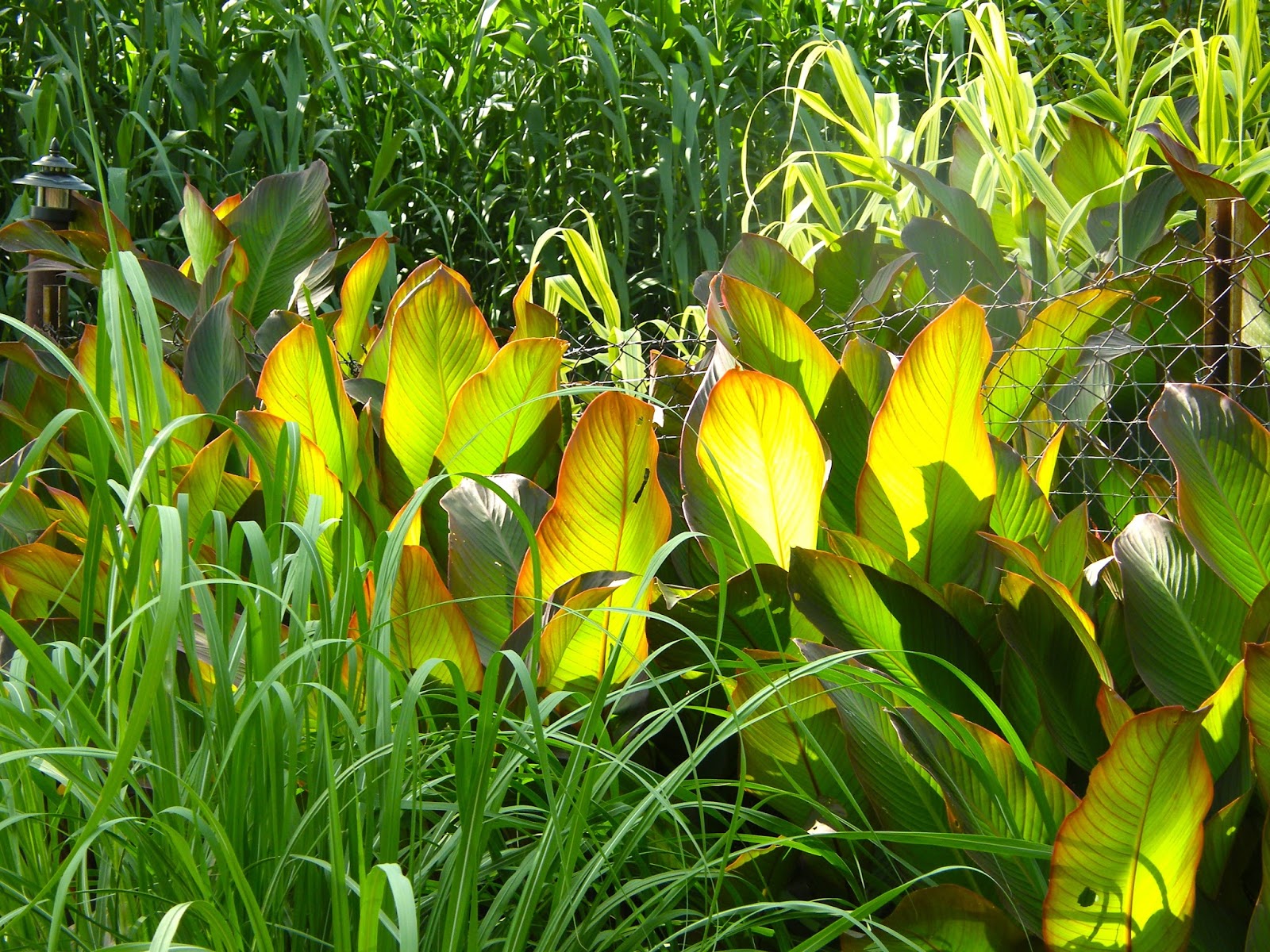 P O T A G E R: Meadowbrook Acres Garden Tour