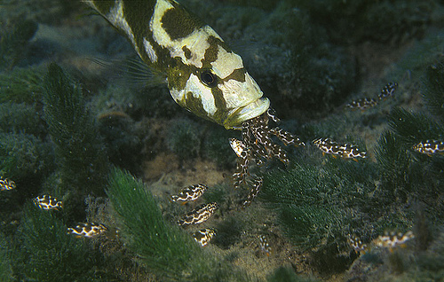 akvaryum ve baliklar kasim 2012