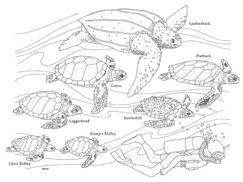 Sea Turtle Coloring Page Sea Turtle Coloring Page