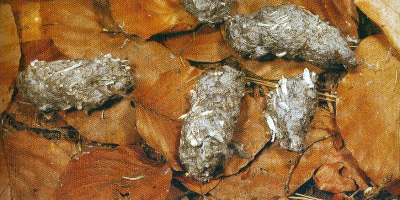 El Valle de Sabero: Egagrópilas