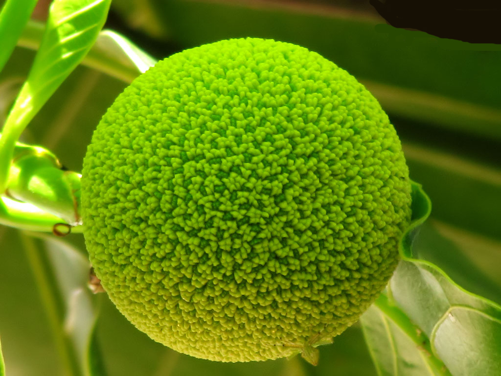 green-fruit-shiju.jpg