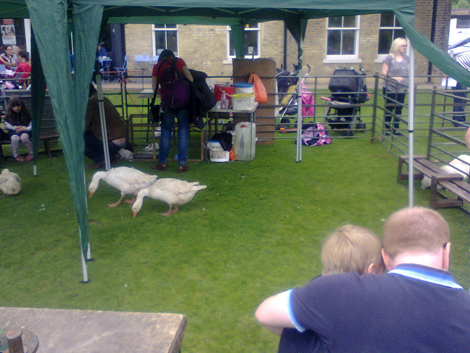 Pinner Blogger Daisy's and animals all over Pinner Memorial Park