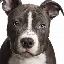 american staffordshire life span