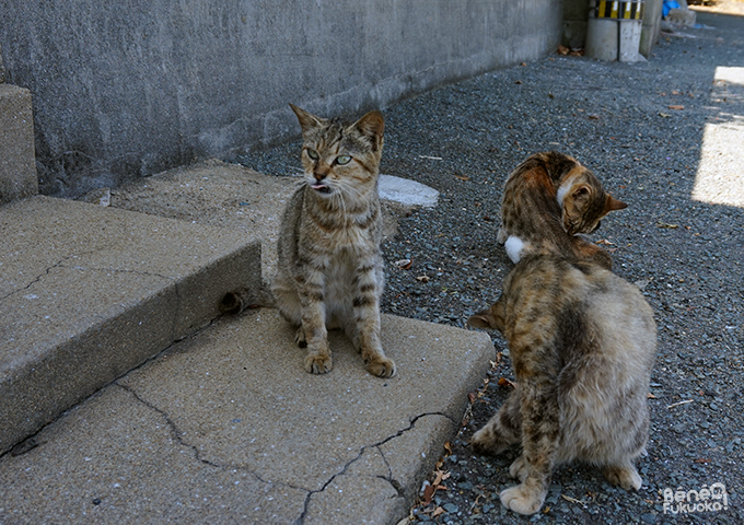Ainoshima, l'île aux chats